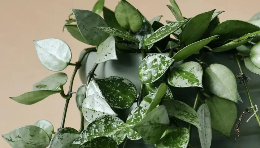 Hoya carnosa con hojas verdes y plateadas, colgando de una maceta gris.