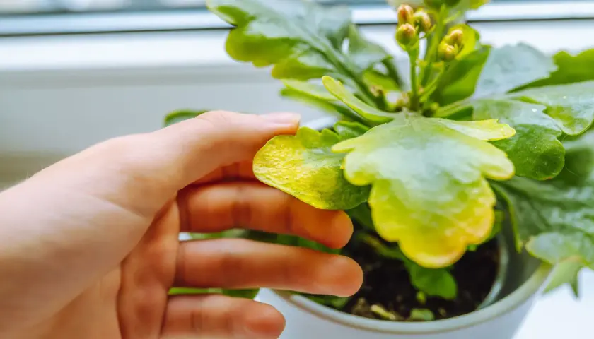 Mano revisando hoja amarilla de planta de interior, posible síntoma de enfermedades de las plantas de interior.
