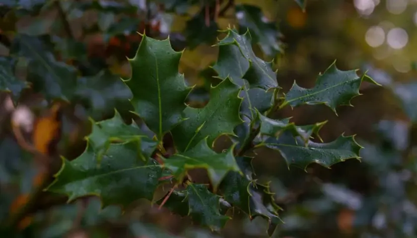 Hojas de acebo con gotas de agua. Estas fotos de acebo muestran la planta sana, sin signos de enfermedades.