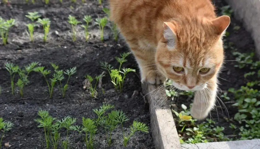 Gato naranja curioso inspecciona un huerto de zanahorias. ¿Cómo ahuyentar gatos sin dañarlos?