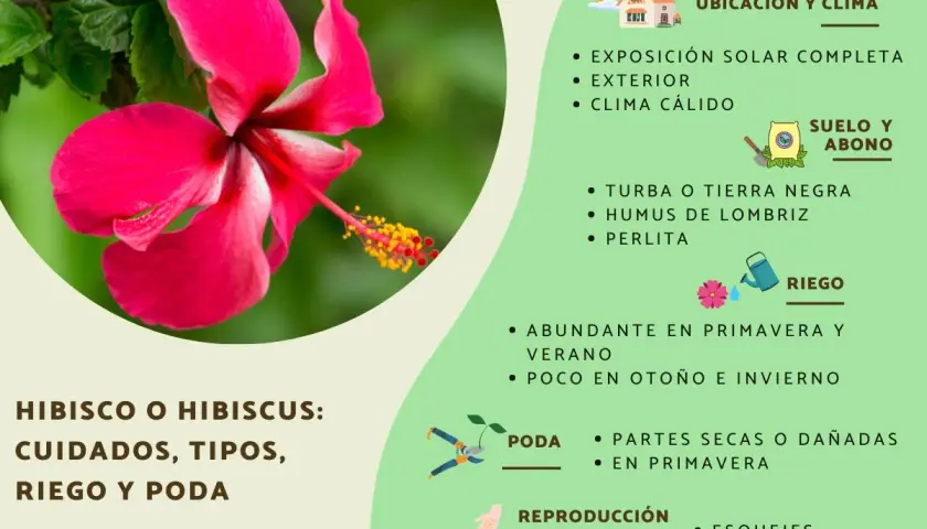 Flor de *Hibiscus syriacus* rosa vibrante, con información sobre cuidados, riego y poda.