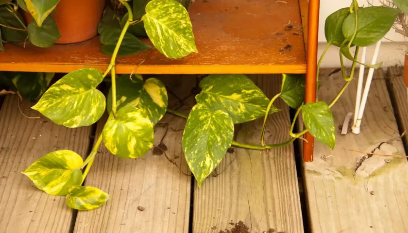 Hiedra con hojas moteadas de verde y amarillo, cayendo sobre tablones de madera. Parece que el **poto** ha recibido **exceso de agua**, con tierra suelta en el suelo.