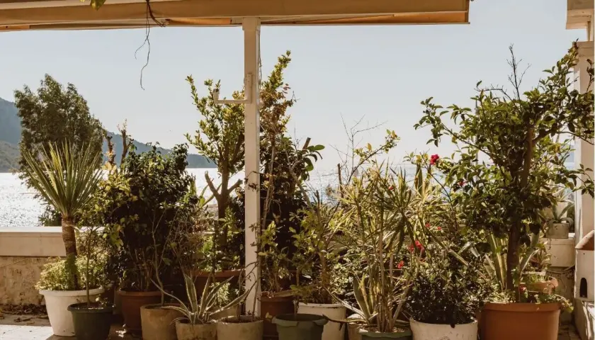 Variedad de plantas exterior en macetas, con el mar y el cielo azul de fondo.