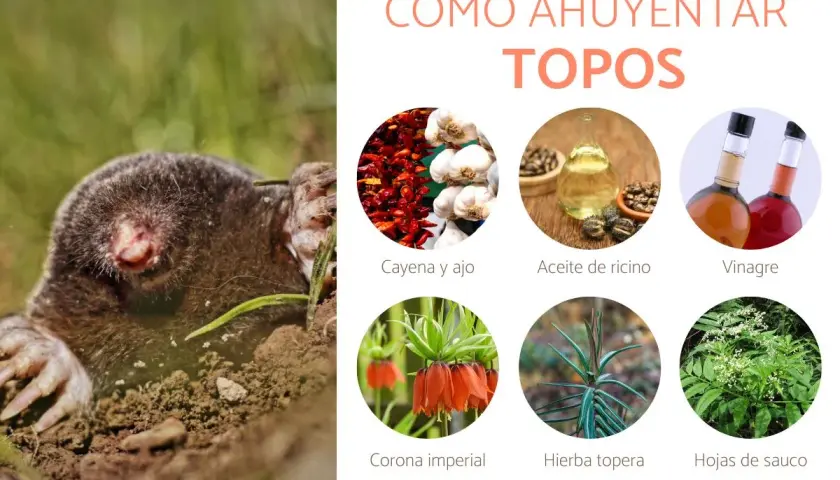 Un topo emerge de la tierra. La imagen muestra ingredientes para un veneno casero para topos: cayena, ajo, aceite de ricino, vinagre, corona imperial, hierba topera y hojas de sauco.