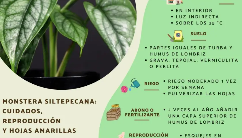 Guía de monstera siltepecana: cuidados, ubicación, suelo, riego y reproducción. ¡Mantén tus hojas verdes!
