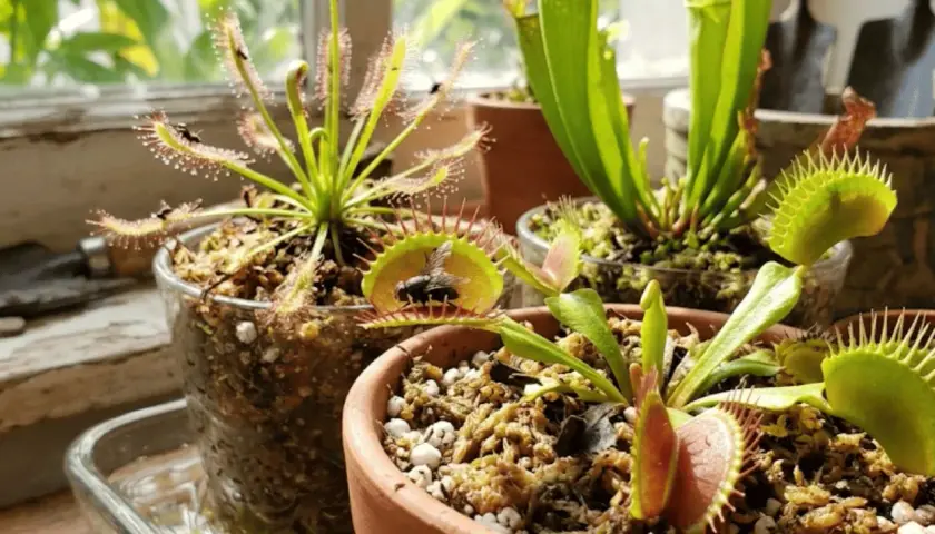 Varias plantas carnívoras, incluyendo una Venus atrapamoscas con una mosca, y una planta rocío del sol con insectos.