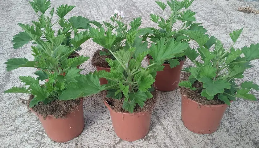 Plantas de citronela en macetas. Recuerda que la citronela es tóxica para los gatos, manténlas alejadas de tus mascotas.