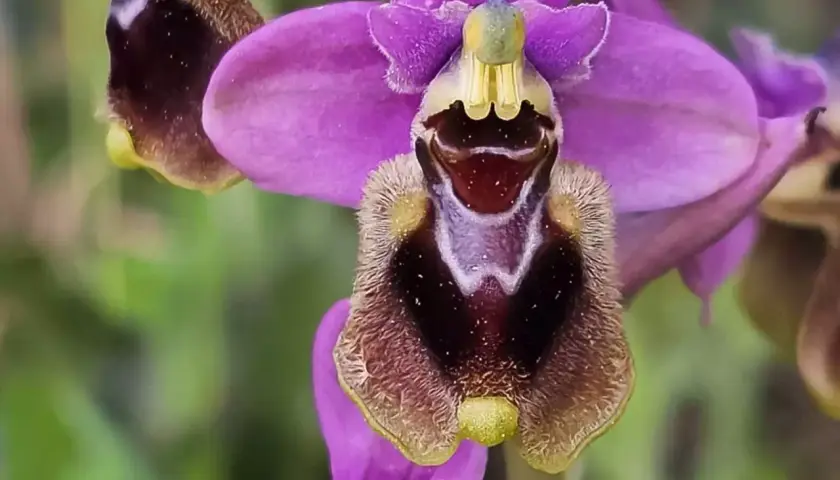 Orquídea salvaje planta con pétalos morados y un labelo aterciopelado que simula un insecto.