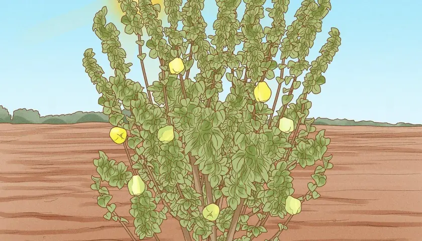 Un frondoso árbol de membrillo, con frutos amarillos colgando de sus ramas, se alza bajo un sol radiante en un campo árido.