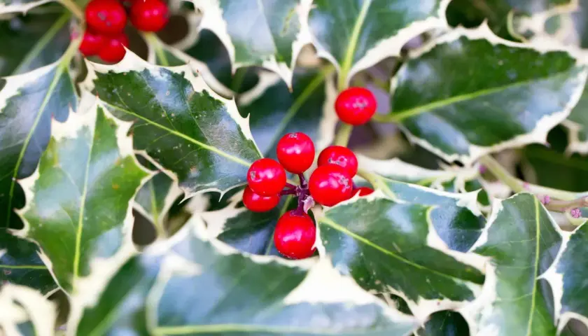 Primer plano de bayas rojas brillantes y hojas de acebo variegadas, mostrando diferentes tipos de acebo.