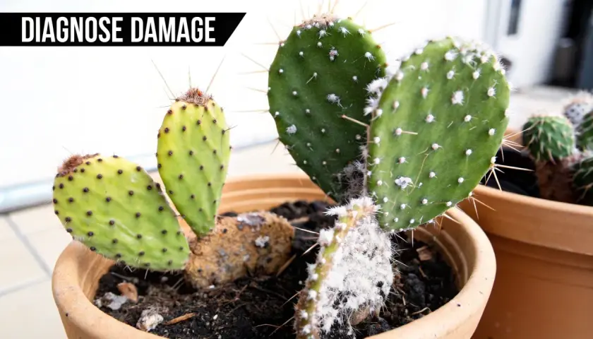 Primer plano de un cactus con manchas amarillas y blancas, indicando posibles enfermedades de los cactus. Fotos de daños.