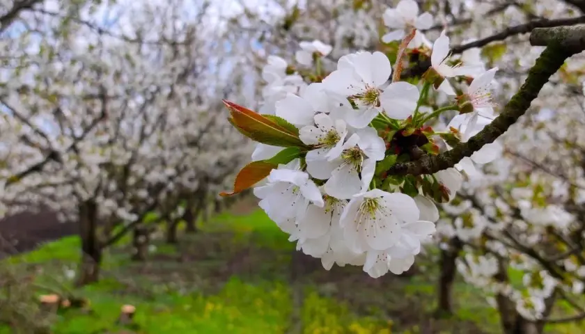 Un primer plano de delicadas flores de cerezos blancas, con un huerto de cerezos en flor al fondo.