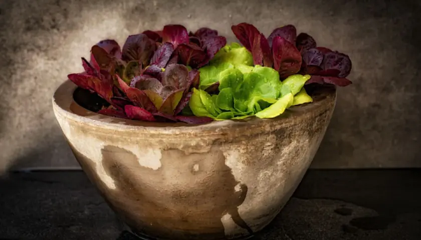 Lechuga en maceta de barro, con hojas verdes y rojas, frescas y con gotas de agua.