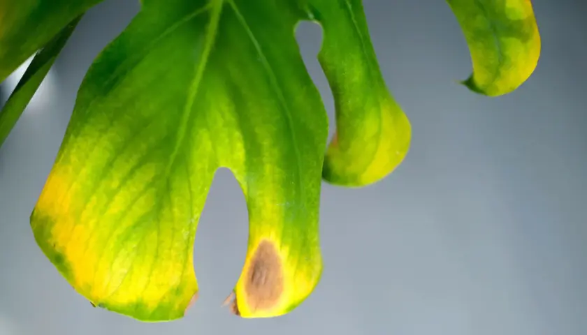 Primer plano de un filodendro con hojas amarillas y manchas marrones, indicando posible estrés o enfermedad.