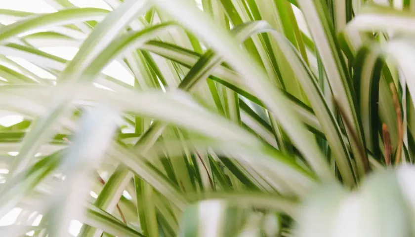 Las cintas de la planta de araña, con sus rayas verdes y blancas, crean un patrón exuberante y desenfocado.