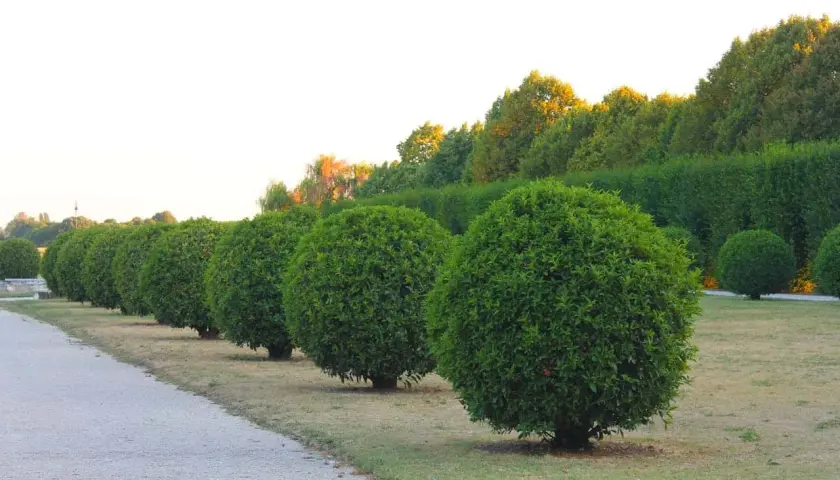 Fila de boj esférico perfectamente podado, mostrando diferentes tipos de boj en un jardín formal.