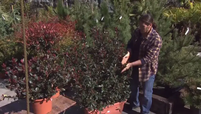 Persona muestra cuidados de photinia en maceta, con arbustos de hojas rojas y verdes en vivero.