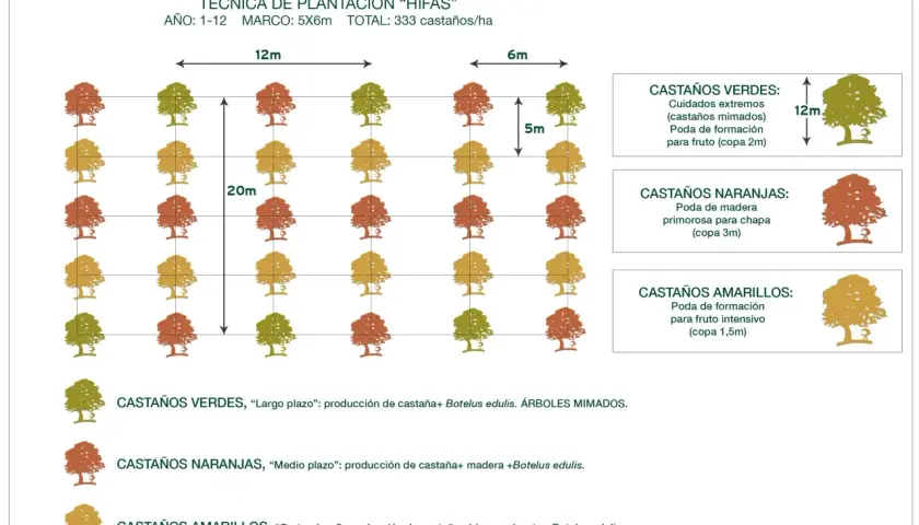 Diagrama muestra la **distancia entre frutales** en un sistema de plantación "HIFAS", con diferentes tipos de castaños y sus cuidados.