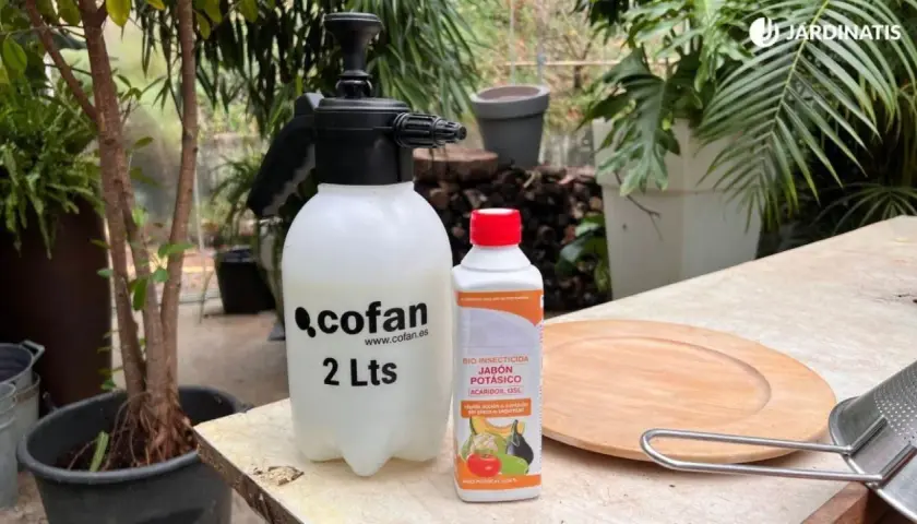 Pulverizador de 2 litros y jabón potásico, el mejor insecticida casero que existe para cuidar tus plantas.
