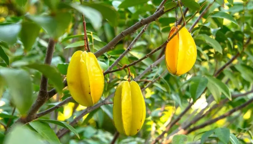 Tres frutas amarillas de tamarindo chino cuelgan de ramas verdes.