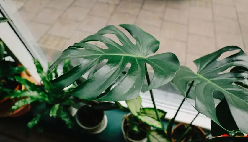 Hojas verdes y brillantes de varios tipos de monstera, con sus característicos cortes, crecen junto a una ventana.
