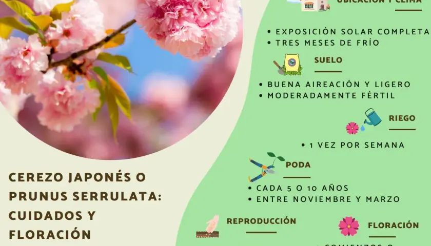 Ramas de un cerezo de flor con pétalos rosados y hojas verdes. La imagen muestra cuidados para el Prunus serrulata.