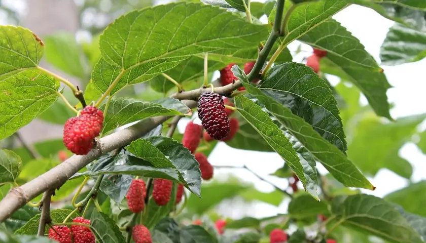 Moras rojas y oscuras cuelgan de las ramas de una morera, algunas con aspecto saludable y otras mostrando signos de enfermedades de la morera.