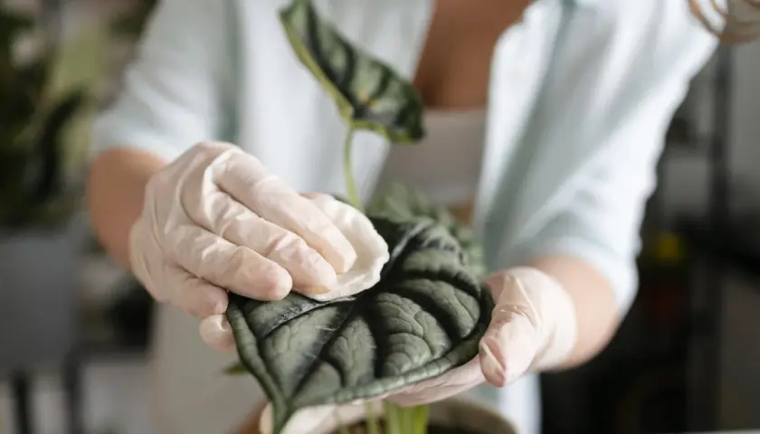 Manos enguantadas limpian suavemente una hoja de planta oscura y texturizada, mostrando cómo limpiar las hojas de las plantas para un brillo saludable.