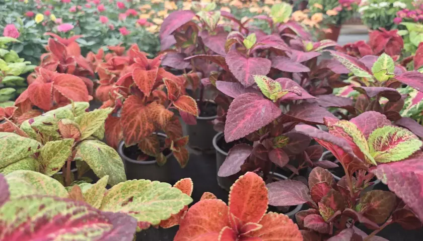 Primer plano de plantas coleo con hojas vibrantes en tonos rojos, verdes y morados, dispuestas en macetas en un vivero.