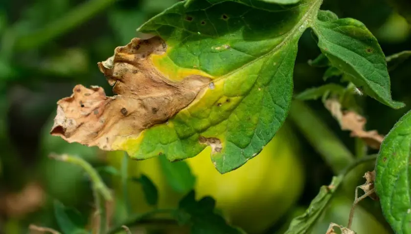 Hoja de tomate con bordes secos y amarillentos, evidencia de hojas quemadas por exceso de abono.