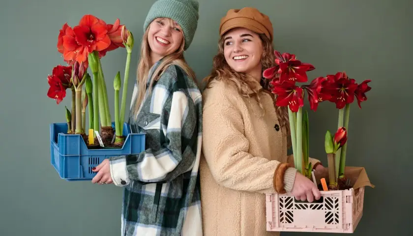 Dos mujeres sonríen, cada una con una caja llena de bulbos de amarilis listos para ser plantados.