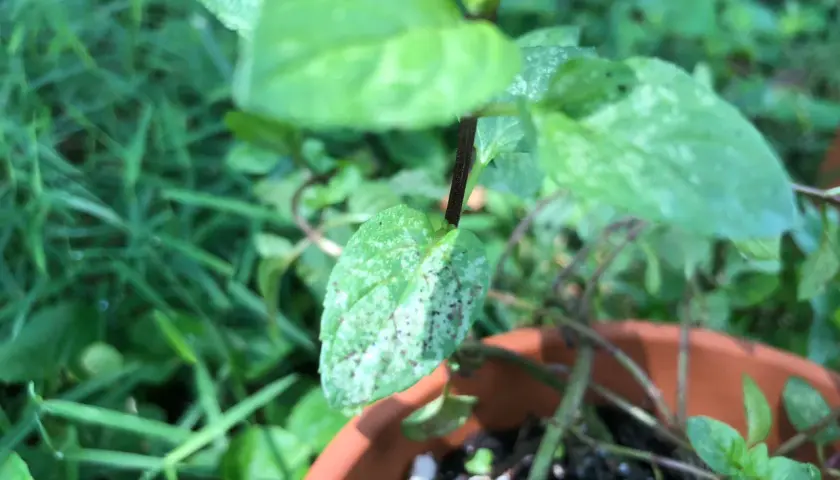 Planta de hierbabuena en maceta, con hojas verdes y algunas manchas blancas, rodeada de césped.