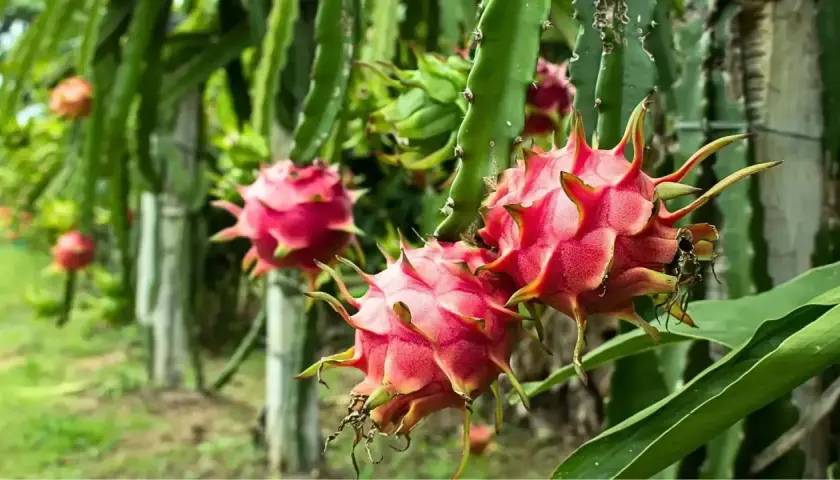 Frutos de pitaya planta, rosados y espinosos, cuelgan de tallos verdes en un huerto.
