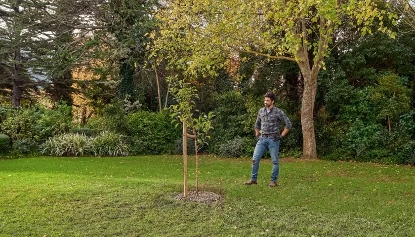 Hombre en un jardín, contemplando un joven árbol. Piensa en cómo arrancar un árbol de raíz, pero este parece bien plantado.