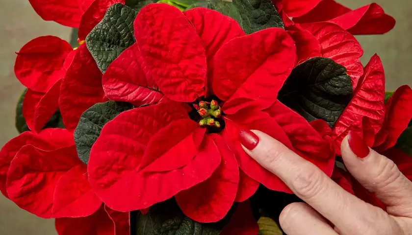 Una mano con uñas rojas toca los pétalos de una flor de pascua, mostrando cómo mantenerla radiante.