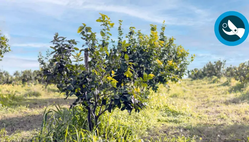 Joven limonero en un campo soleado, listo para la poda. El cielo azul con nubes finas y el césped verde crean un ambiente idílico.