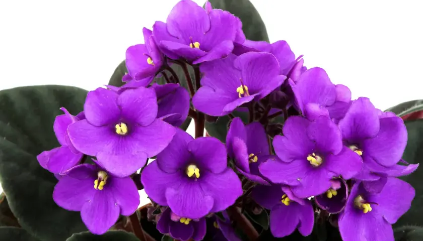 Un grupo de vibrantes flores de violeta africana, con pétalos de color púrpura intenso y centros amarillos, rodeadas de hojas verdes oscuras.