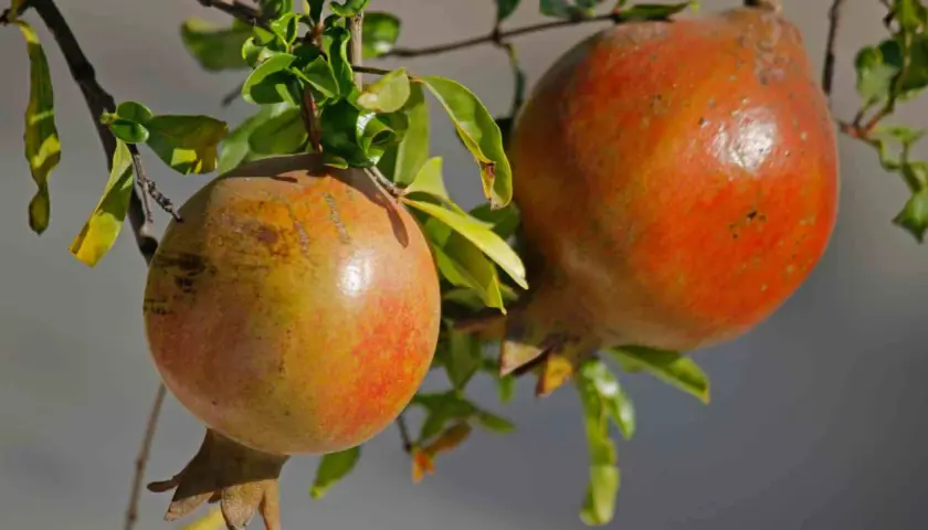 Dos granadas maduras cuelgan de una rama, mostrando las distintas variedades de granados.