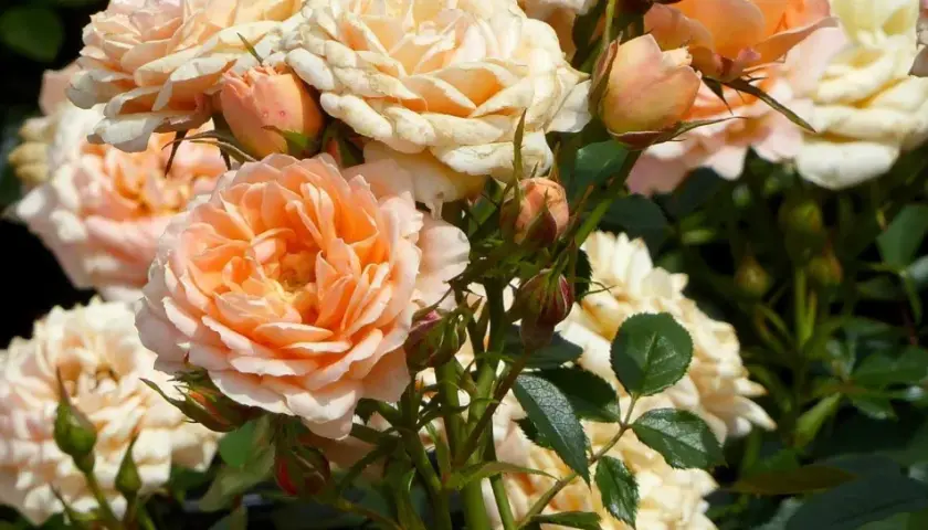 Un ramo de rosas en tonos melocotón y crema, mostrando varios tipos de rosales en plena floración y capullos.