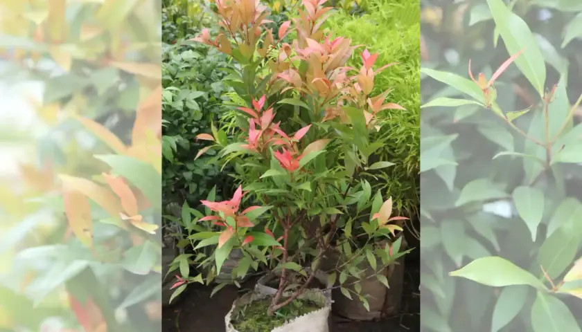 Eugenia planta con hojas rosadas y verdes, lista para embellecer cualquier jardín.