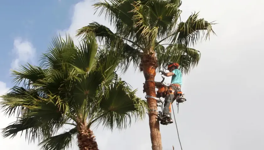 Arbórista en acción, realizando la poda de palmeras. Equipado con arnés y herramientas, trabaja en altura para mantener las palmas saludables y seguras.
