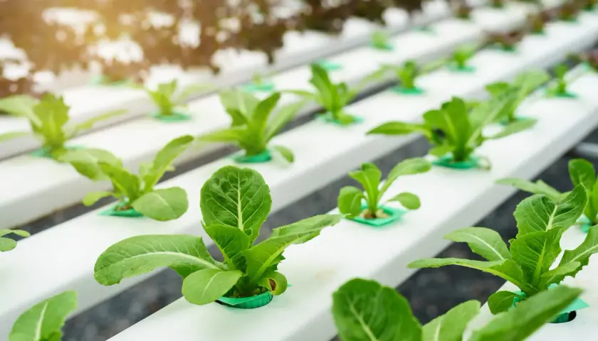 Lechugas creciendo en filas ordenadas en un sistema de cultivo hidroponico, con luz solar filtrándose.