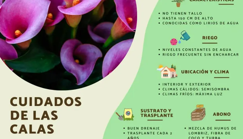Cuidar calas es fácil, ya que las calas son de interior o exterior. Requieren riego constante y buena ubicación.