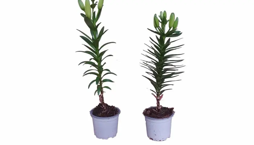 Dos plantas de lirios en maceta, con capullos verdes listos para florecer.