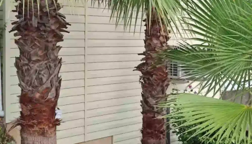Dos palmeras con troncos rugosos y hojas verdes vibrantes, listas para ser podadas.