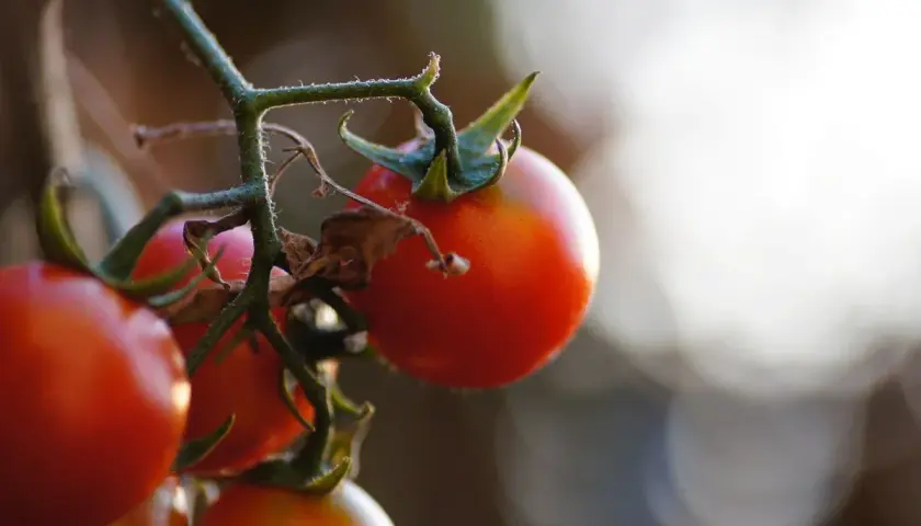 Tomates rojos maduros en una rama. El momento ideal para saber cuando plantar tomates es cuando las heladas han pasado y el sol calienta la tierra.