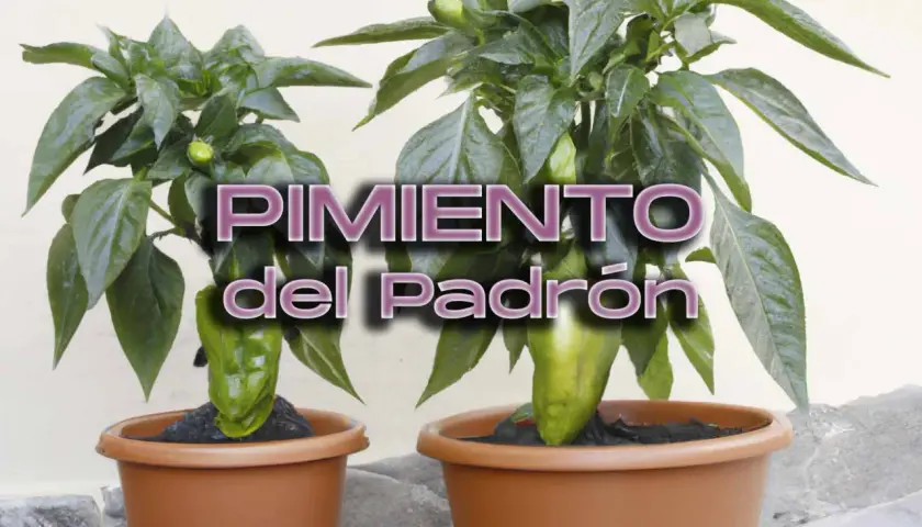 Dos plantas de pimientos de Padrón en macetas, con el texto "PIMIENTO del Padrón". La pregunta de cuántos pimientos de Padrón da una planta se responde con la imagen.