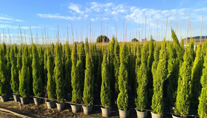 Fila de cipreses en macetas, algunos con forma de tótem y otros más estrechos, mostrando la diferencia entre ciprés tótem y stricta bajo un cielo azul.