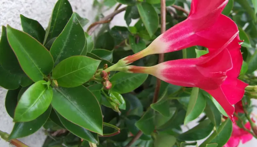 Dipladenia con flores rojas vibrantes y hojas verdes brillantes. Sus cuidados son sencillos para disfrutar de su exuberante floración.