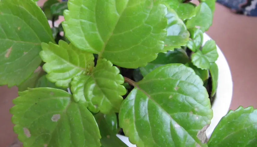 Primer plano de hojas verdes de una planta del dinero mustia, algunas con manchas y bordes secos.